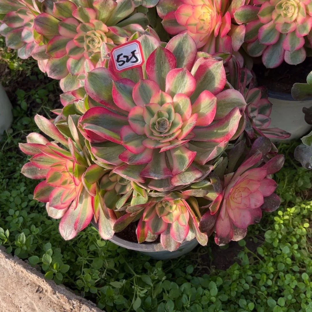 525多肉植物荔枝法师
