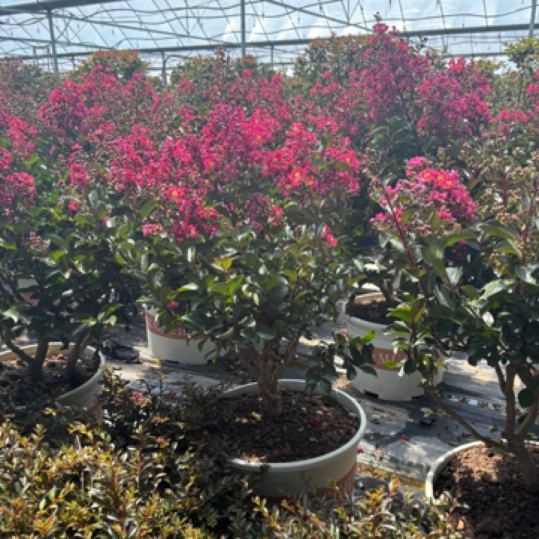 矮生百丽紫薇 樱桃摩卡紫薇 一物一拍