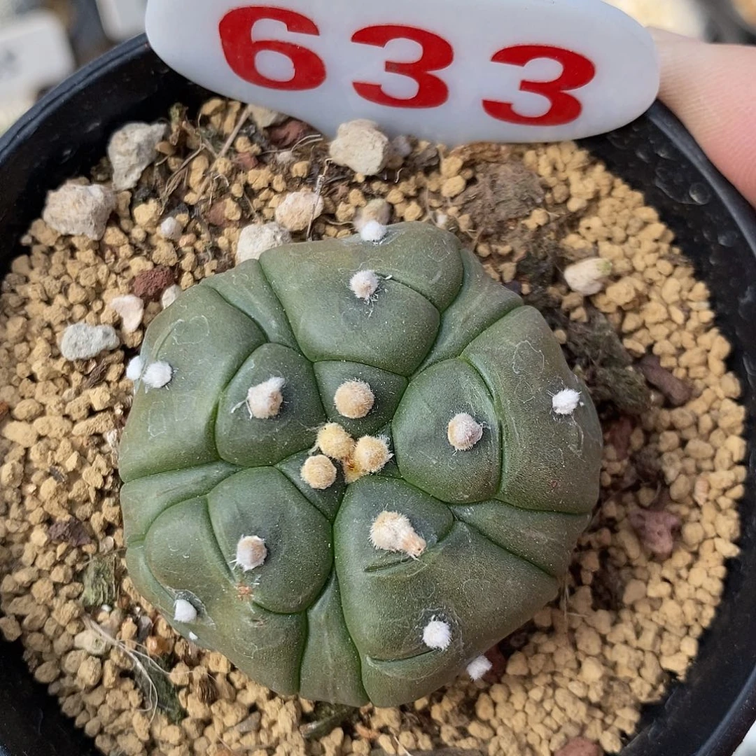 633五愣复愣龟甲兜