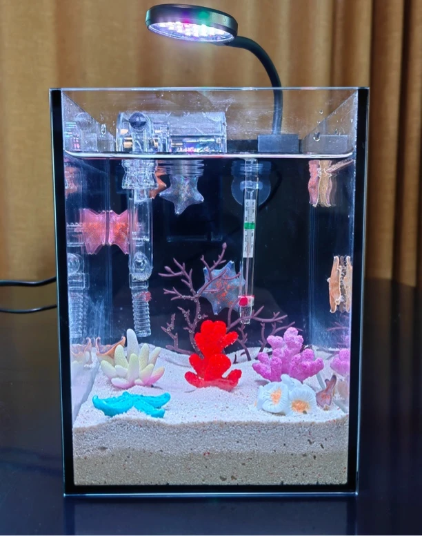 海星饲养套餐免换水款儿童礼物