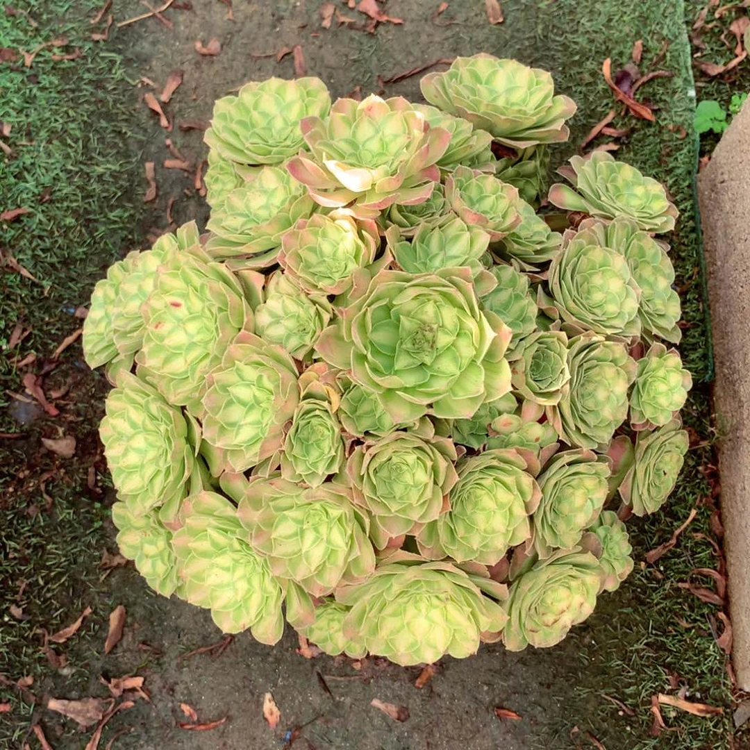 韶华捧花，多肉植物