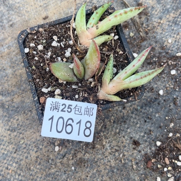 好望角618，一物一拍