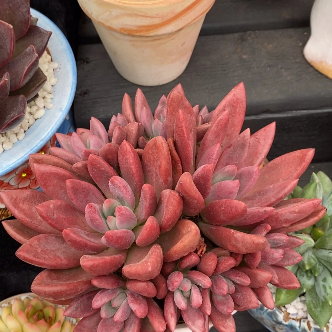桃花源多肉植物盆栽