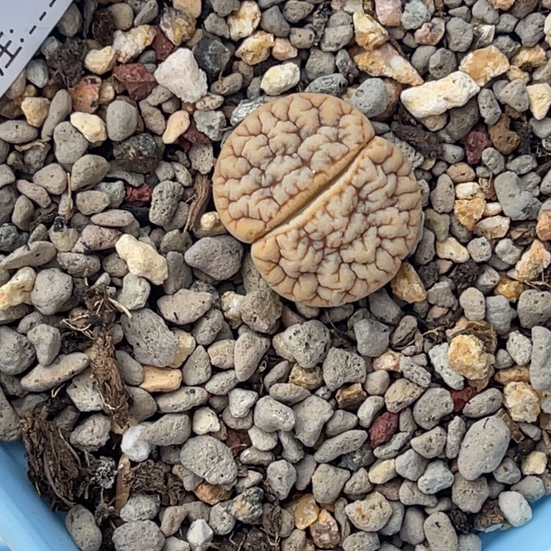 小***哥2765拿铁1891专拍的