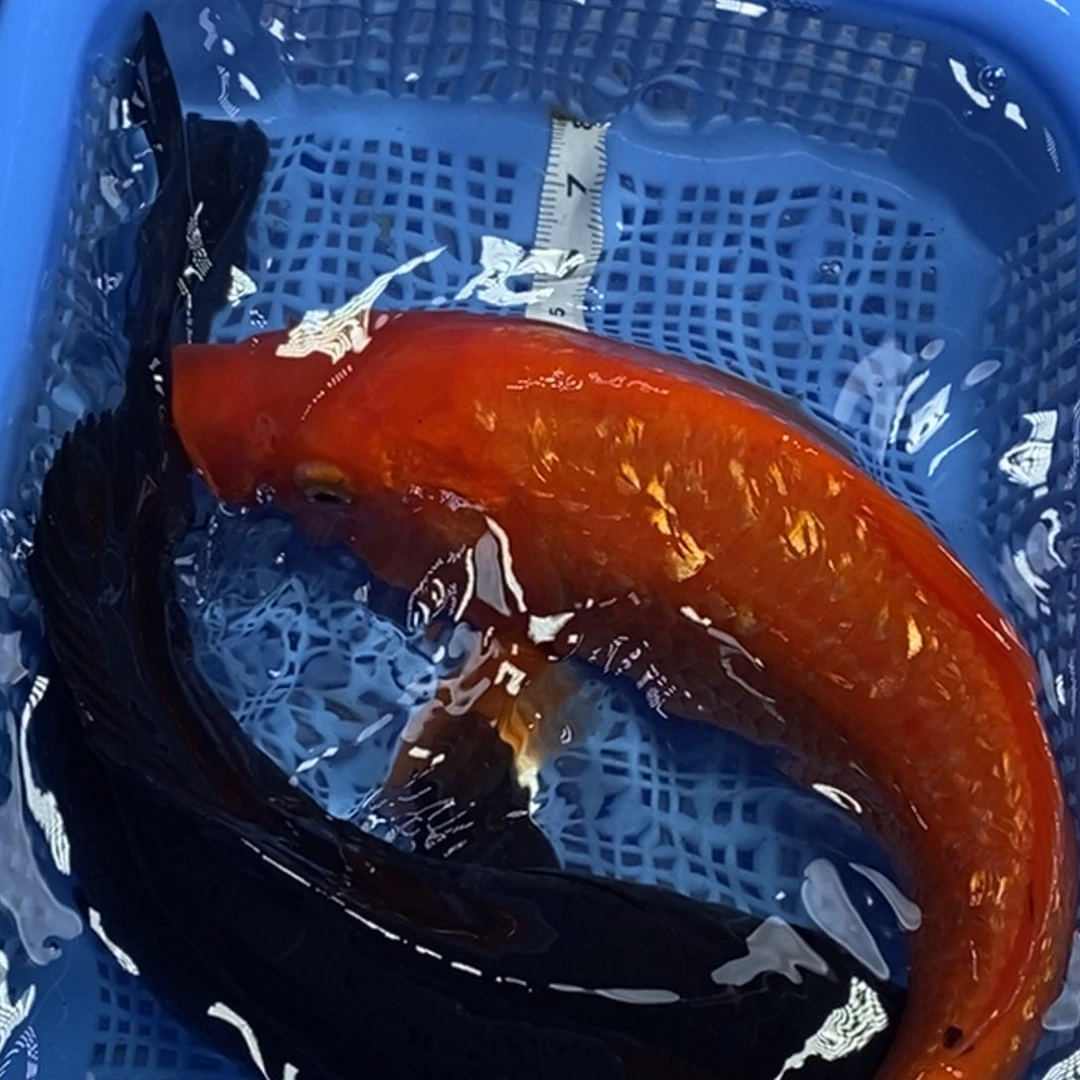 锦鲤冷水锦鲤包邮
