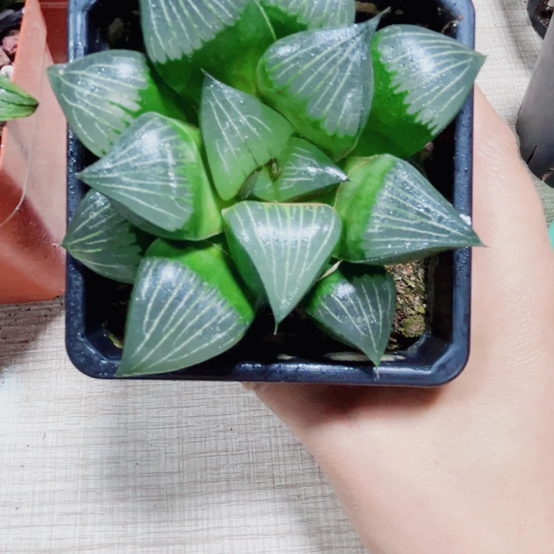大黑王克多肉植物6666