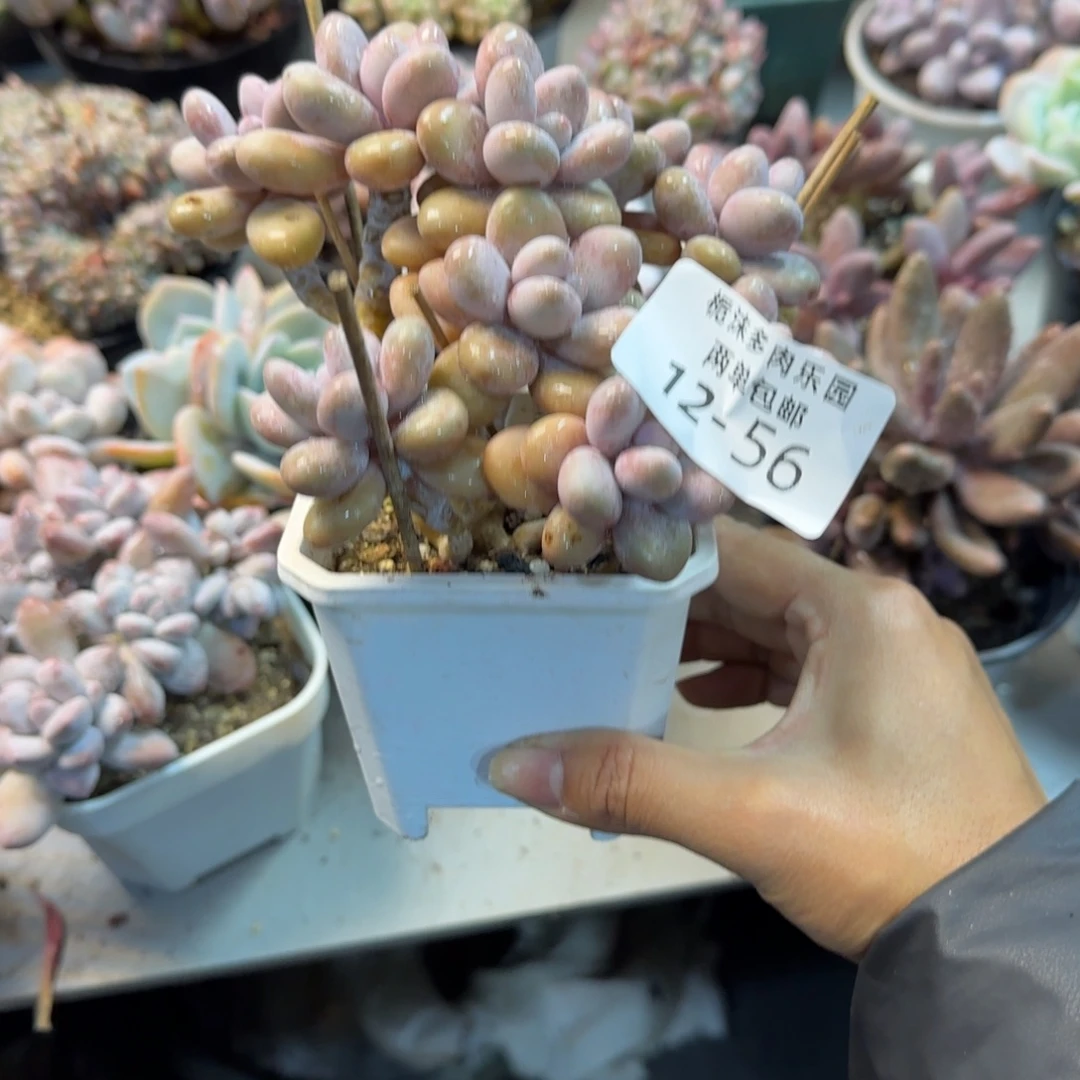 12-56桃蛋多肉植物