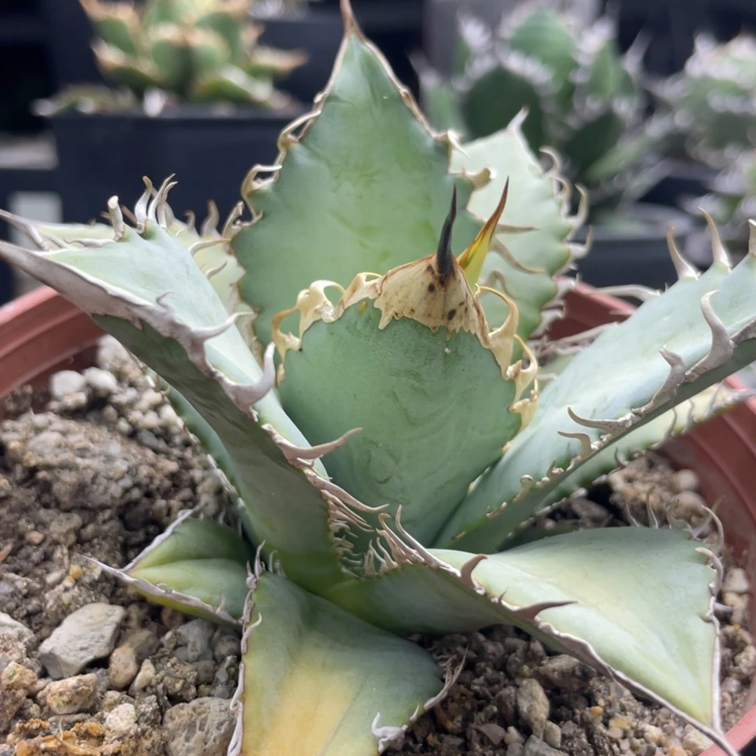 野二狂副刺加蓋888888888