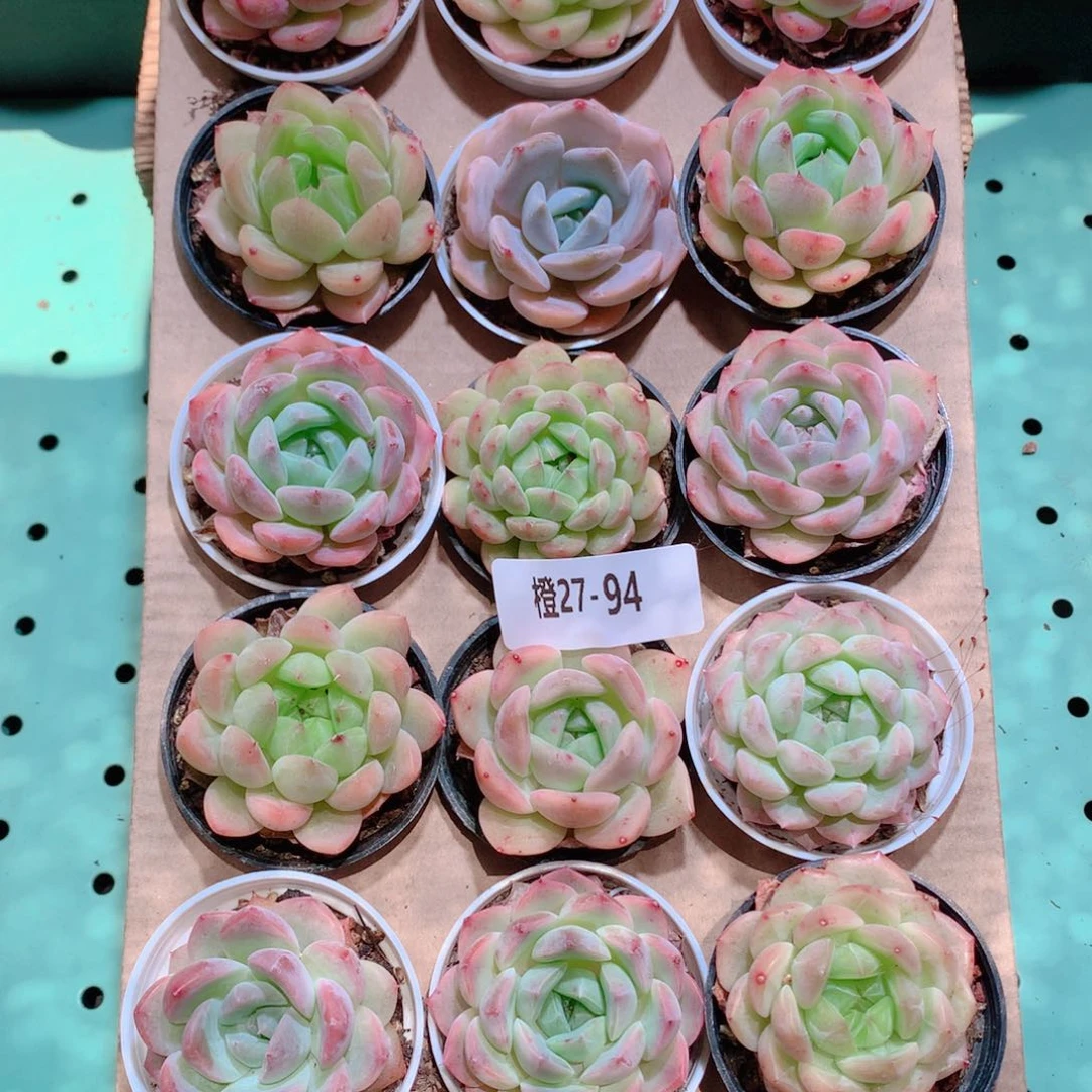 27-94一物一拍带盆18颗