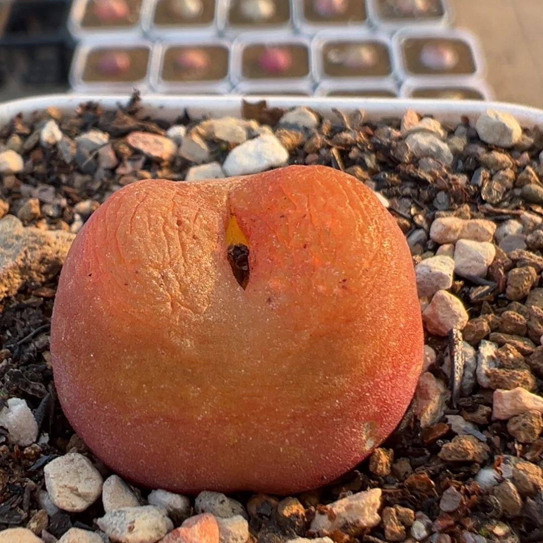 36多肉植物百科植物