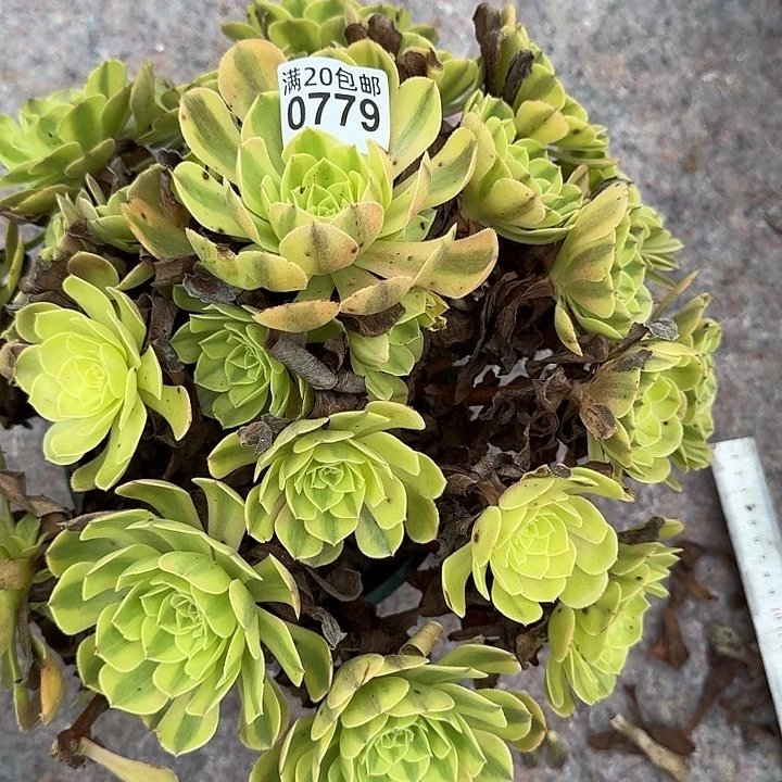0779雨荷多肉植物