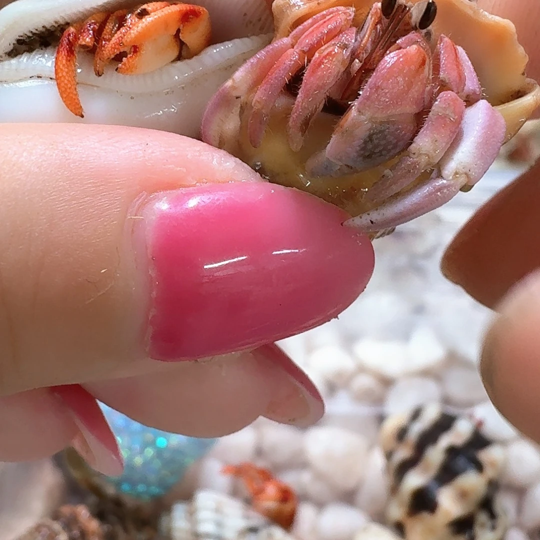 外岛美丽寄居蟹专拍