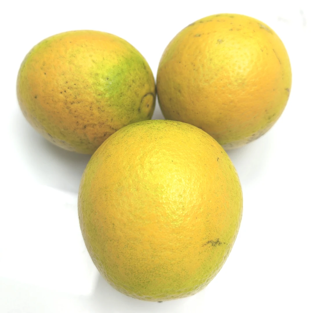 2025年东甲原始品种甜橙（鲜果不退不换）