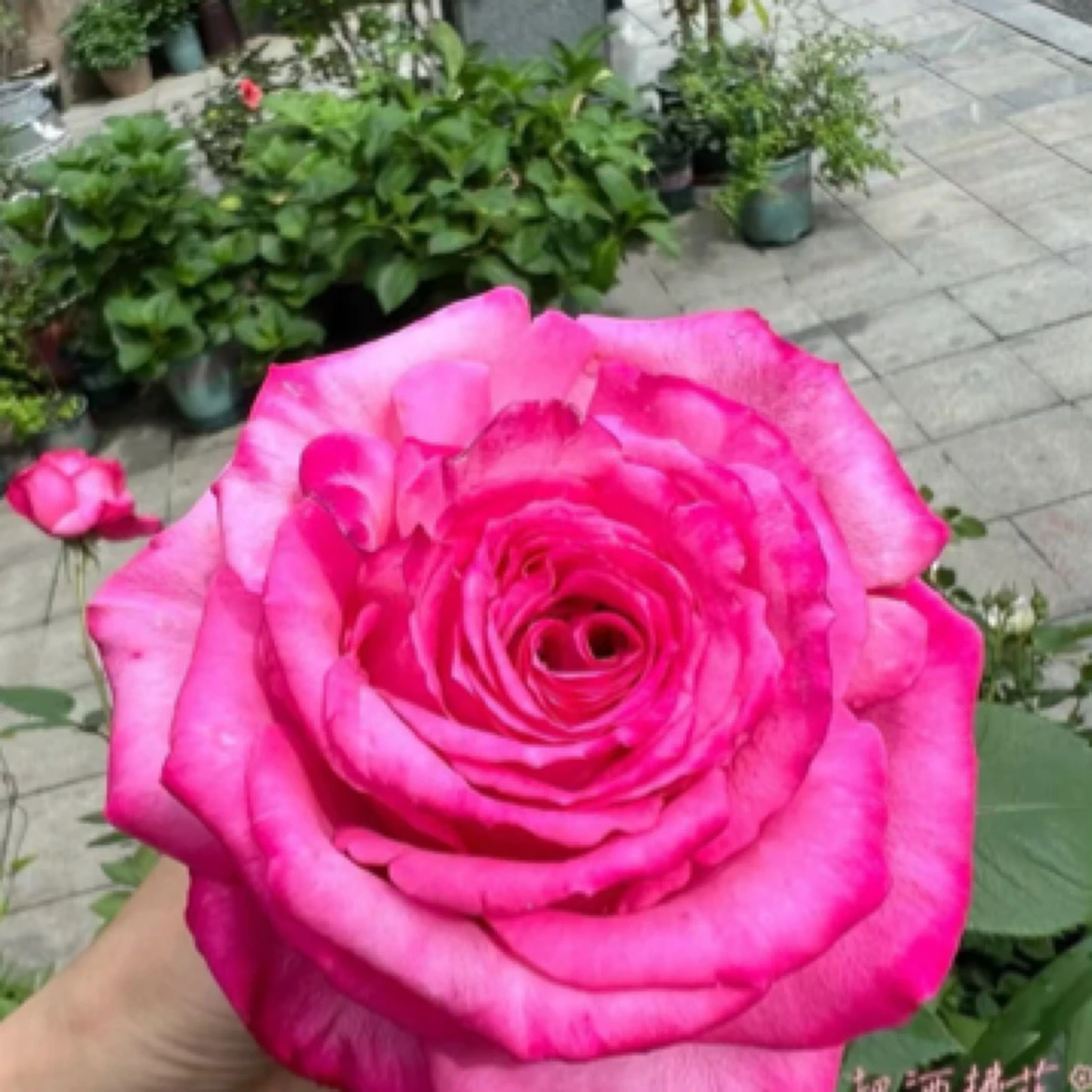 桃灼蓝天1加仑露天月季抗病耐寒耐热 新手好养