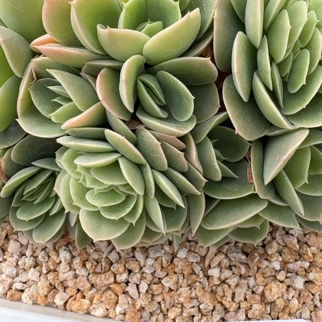 13.004星那塔缀化