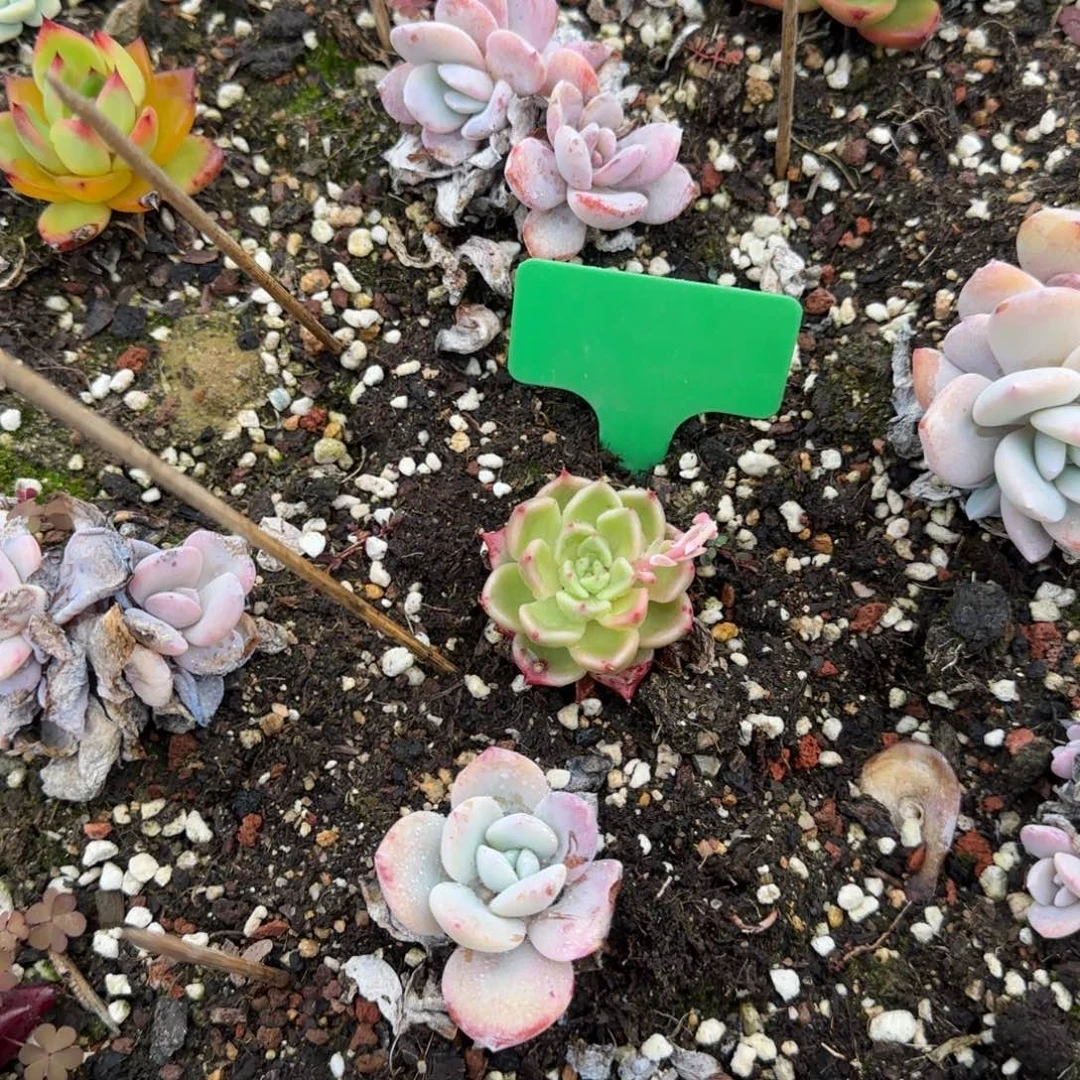 多肉植物绿益单头
