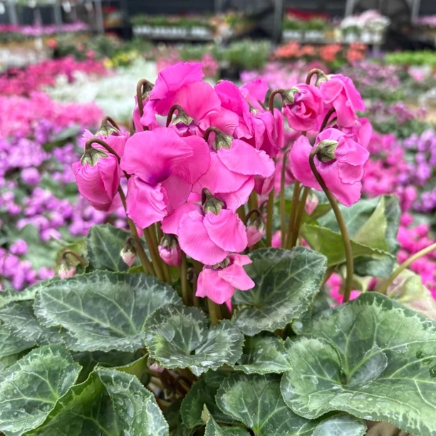 【缤纷甄选】精品玫红色铃铛仙客来140规格到手一盆室内好养