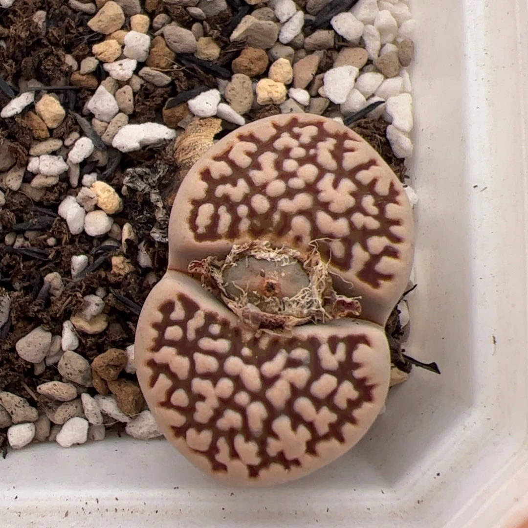 023号寿丽 多肉植物