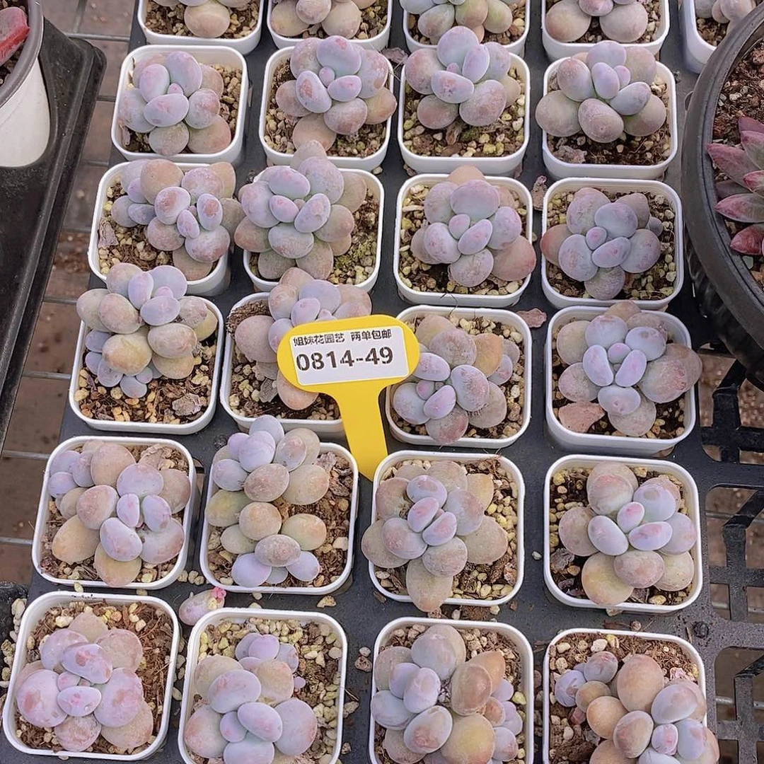 0814-49-小胖紫奶酪福利一颗量拍