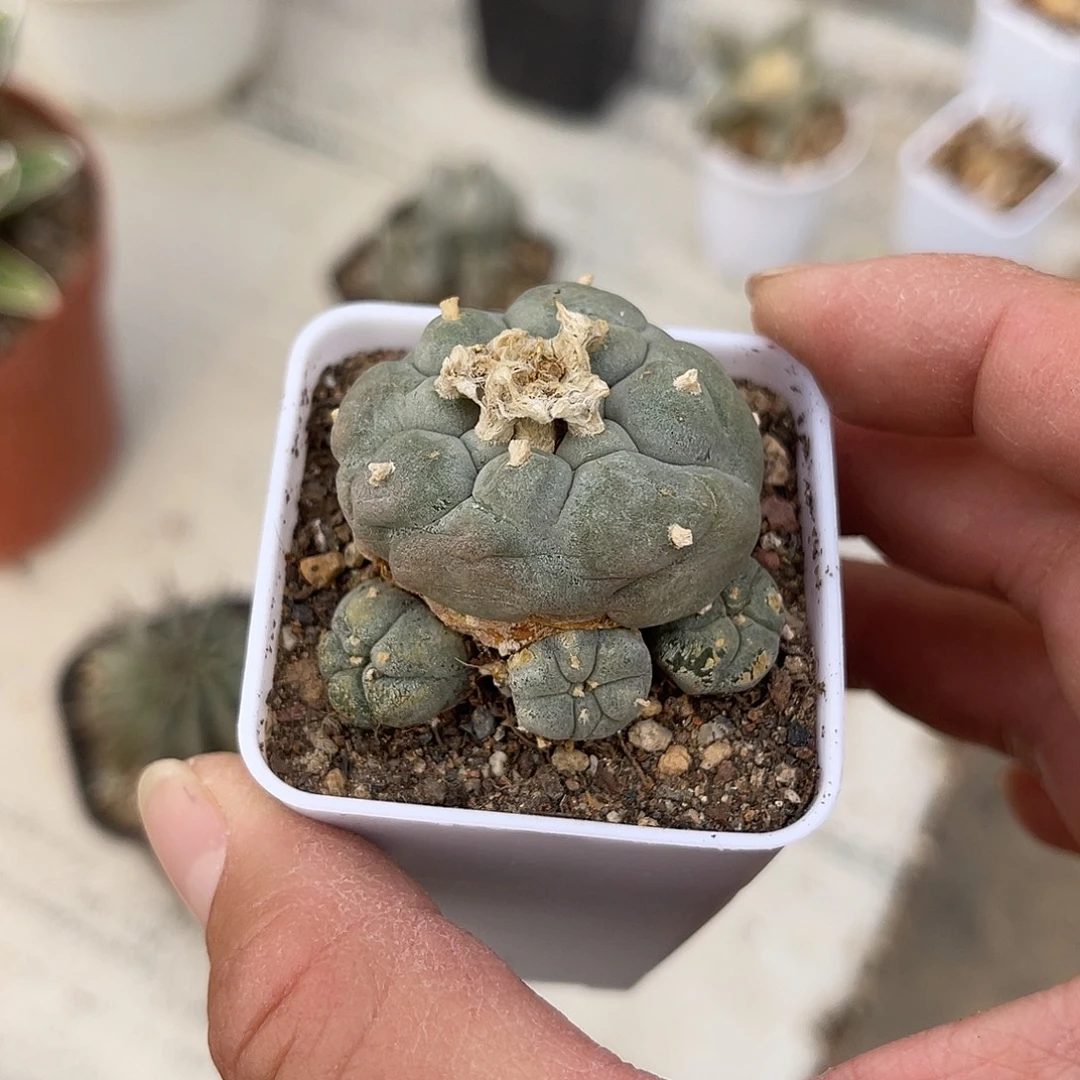 日系大尤龟甲鱼三个小崽