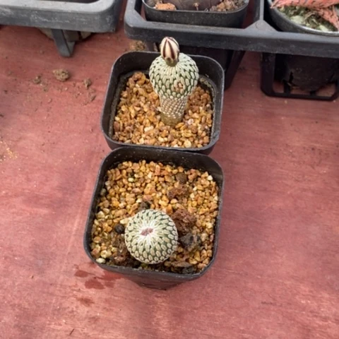 蛋*金巧殿组合2颗仙人球