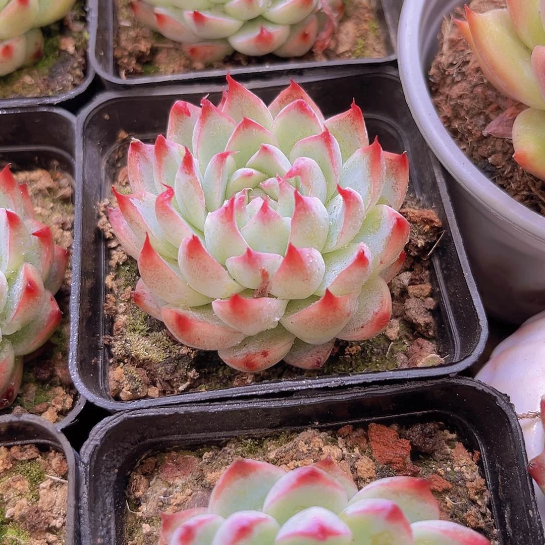 桃夭仙子5公分9999999999999