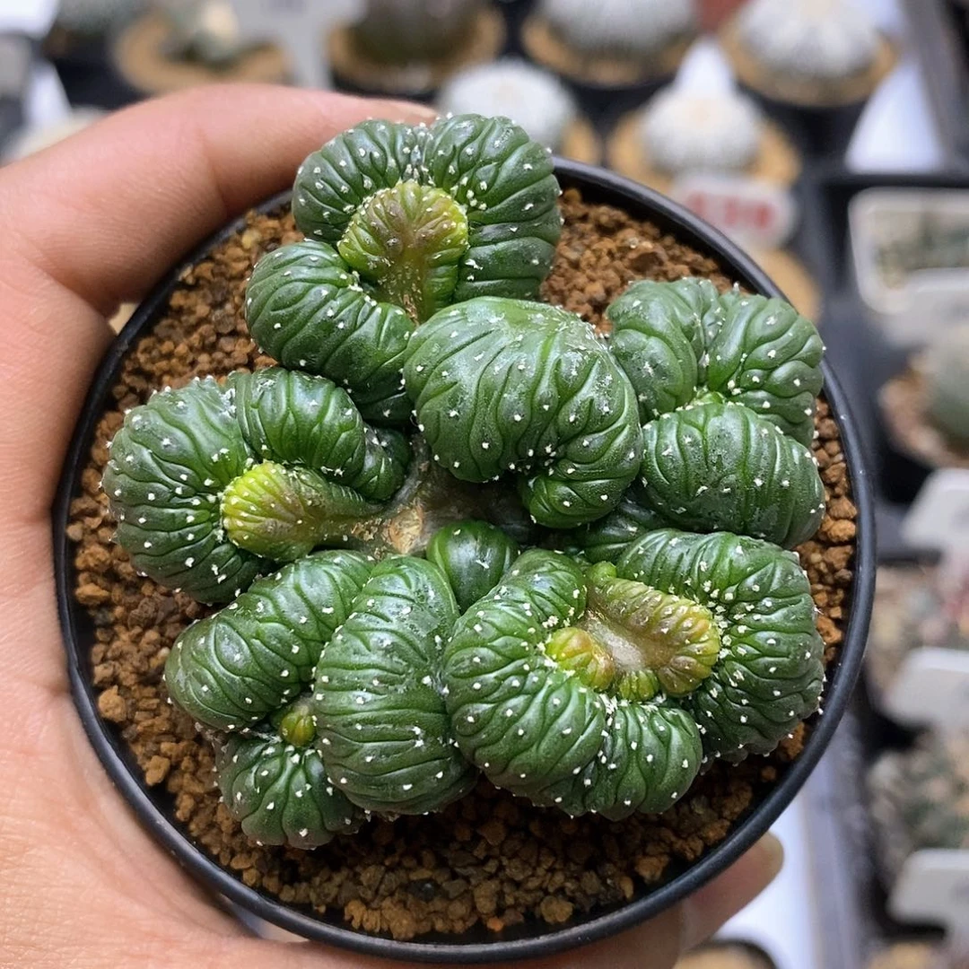 福利特价来了我想