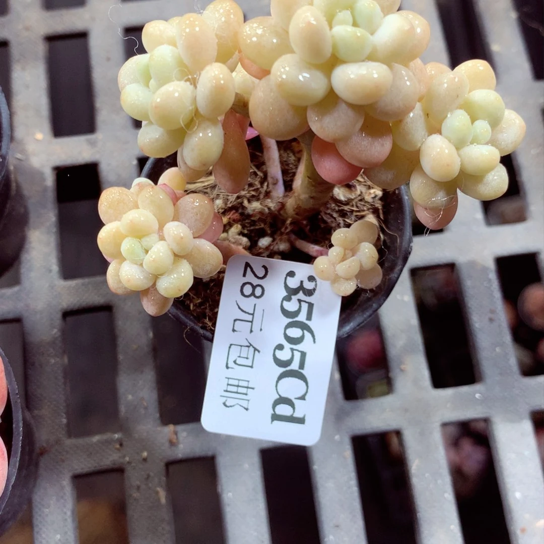 5厘米盆精控多肉3565