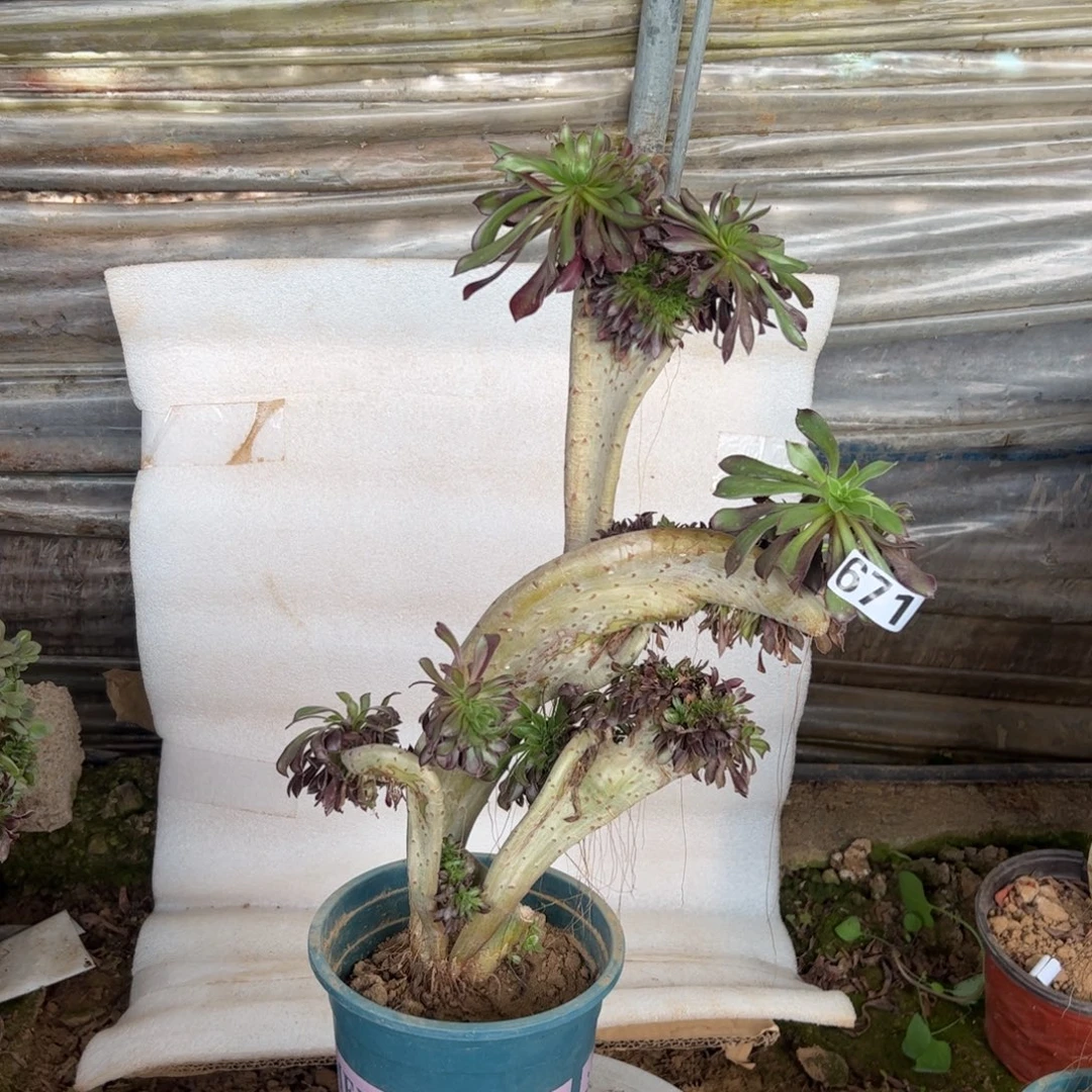 有伤黑缀671高度40厘米