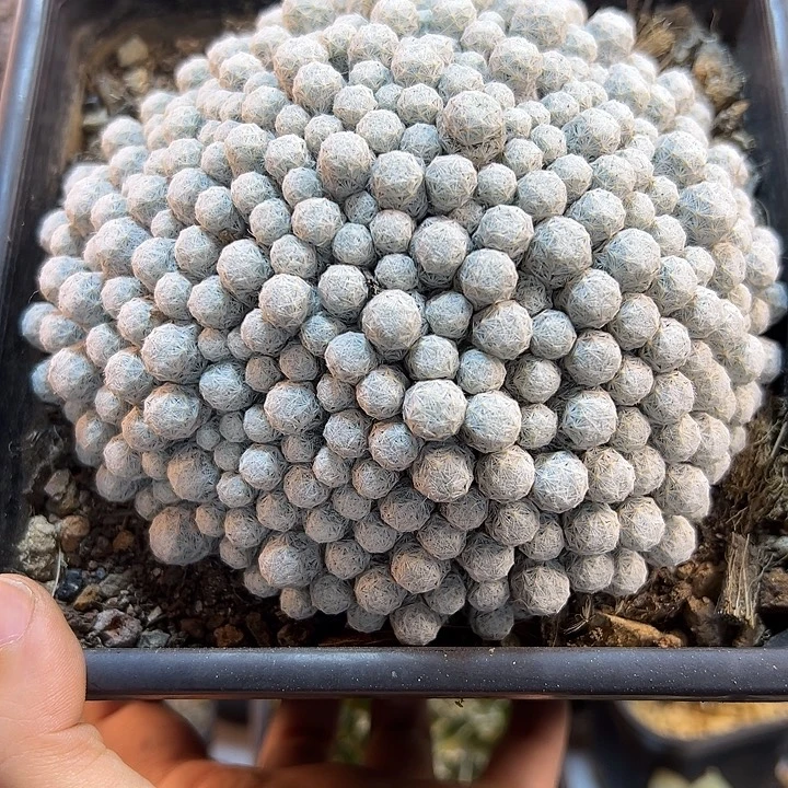 43号大小型姬春星13公分