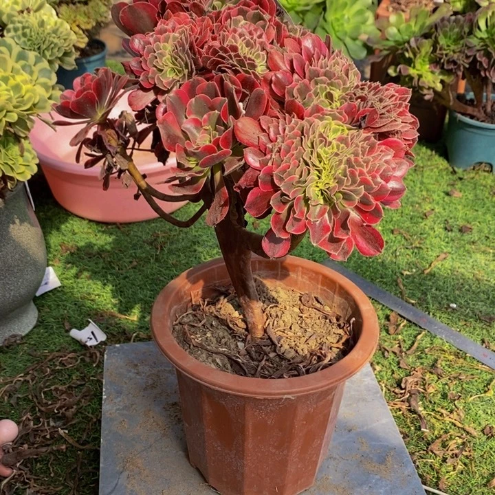 兰***草完全开放美杜莎一颗多肉植物