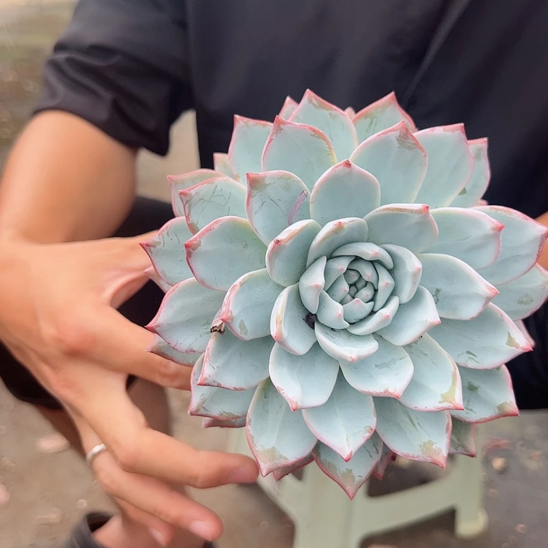 粉蓝鸟大单头精控
