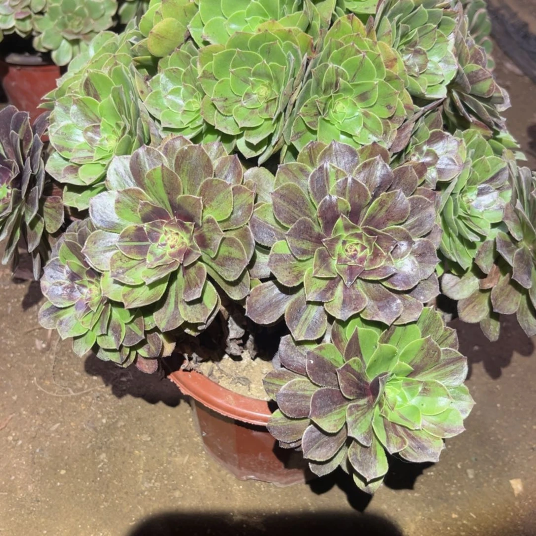花月夜多肉法师956号