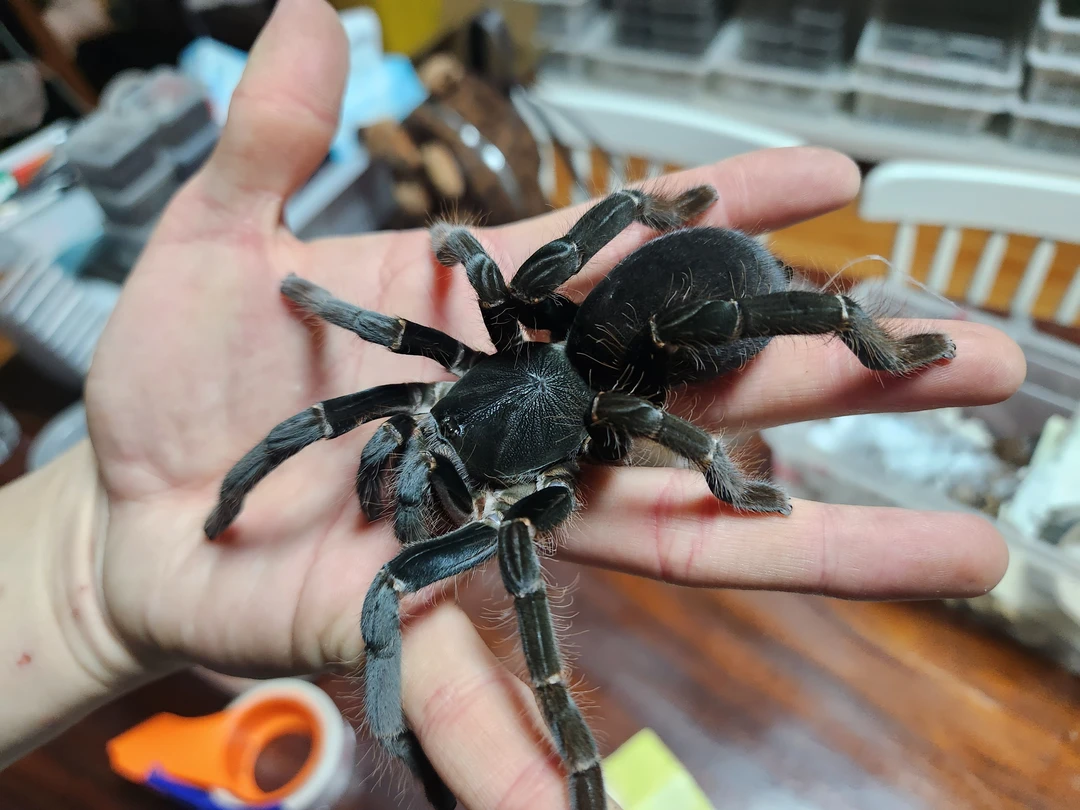 海格力斯巨人巴布蜘蛛 穴居大体型