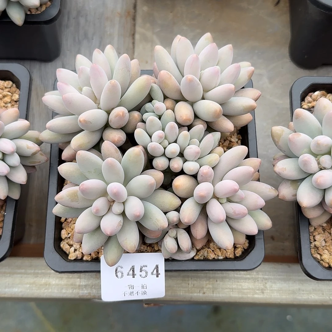 智***地6454号橙色恋人多肉