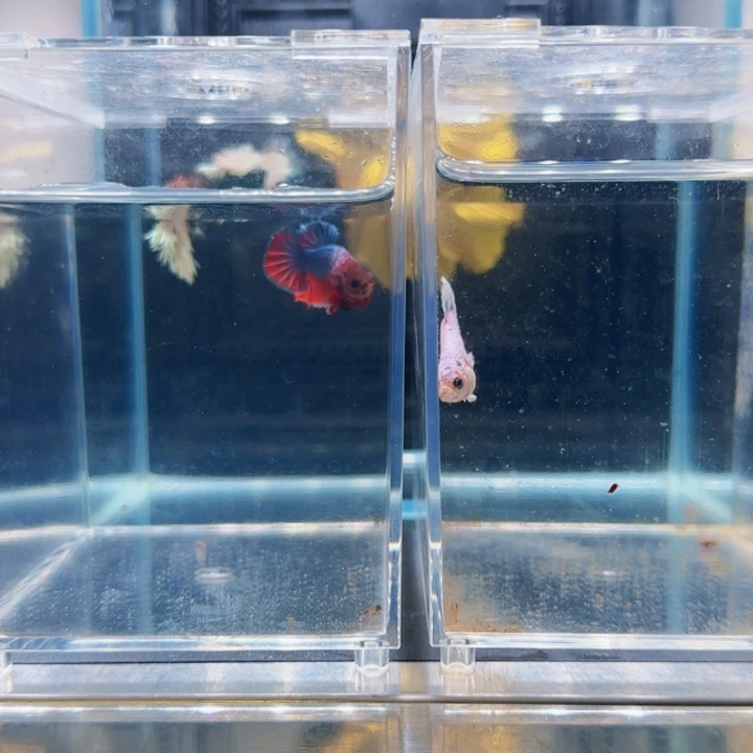 斗鱼活体观赏鱼好养耐活