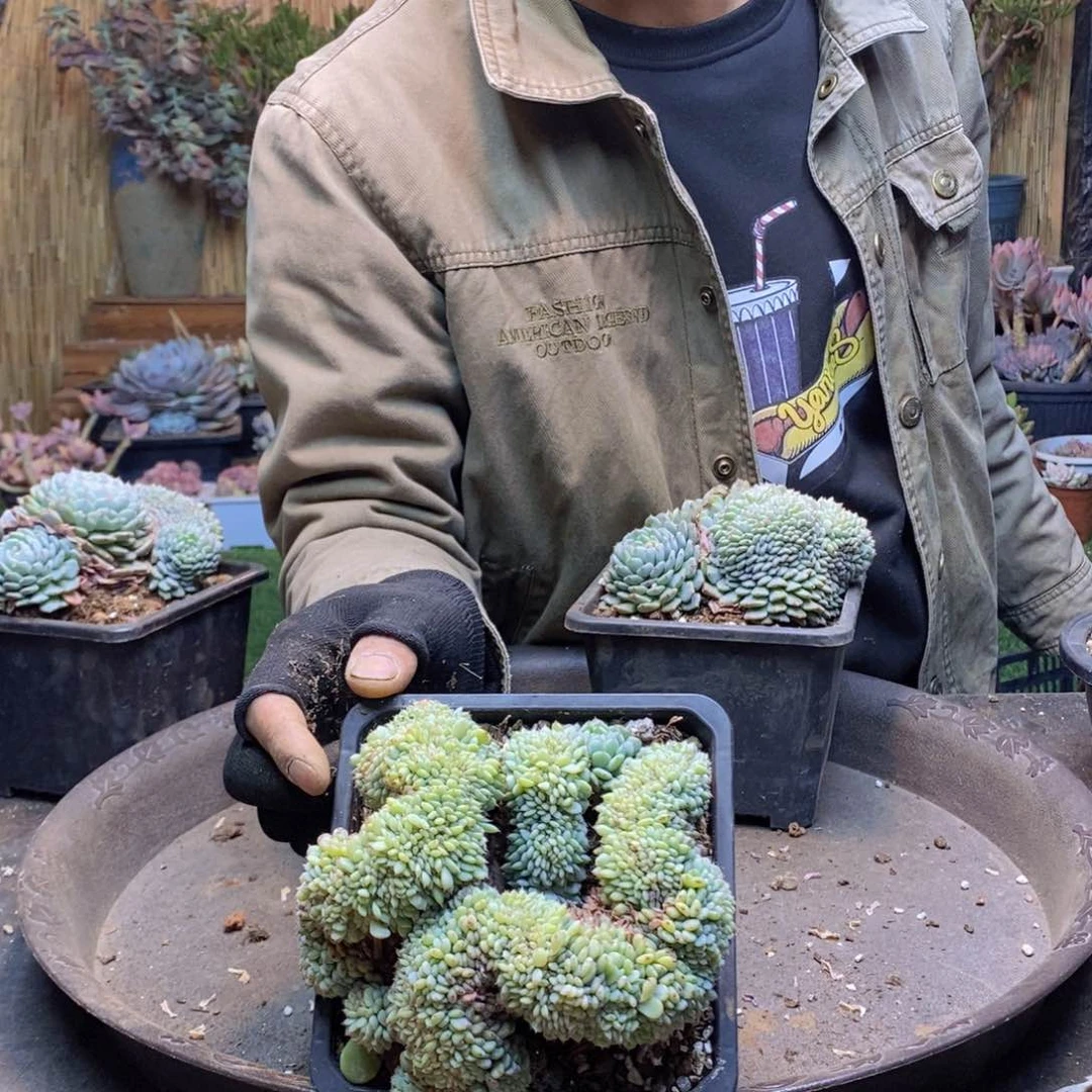 k**oA158号白胖子缀