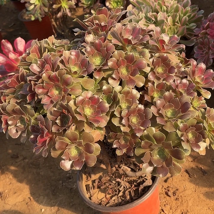 多肉植物女巫中斑砍过25