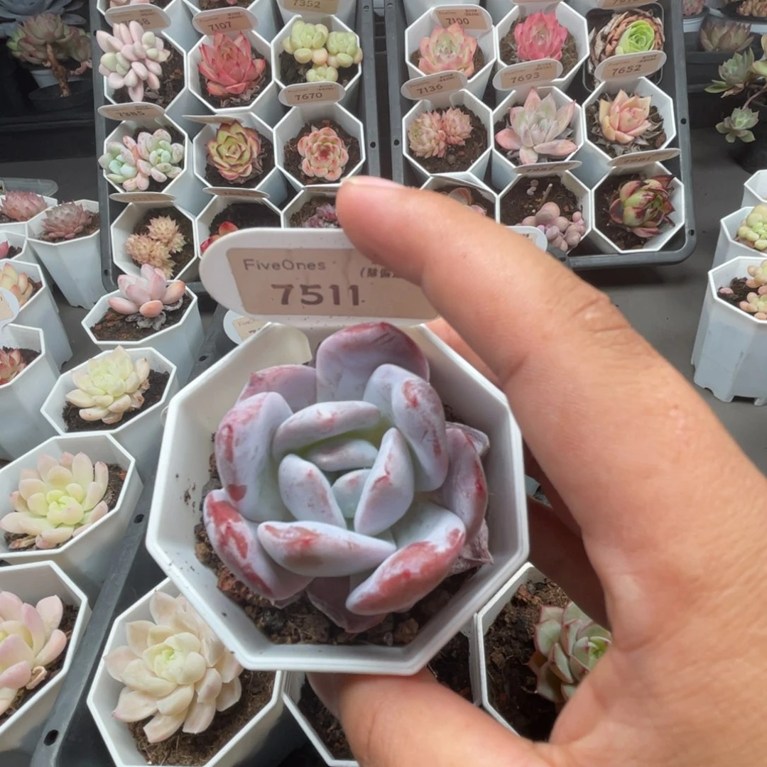 7511也梦  4.5厘米