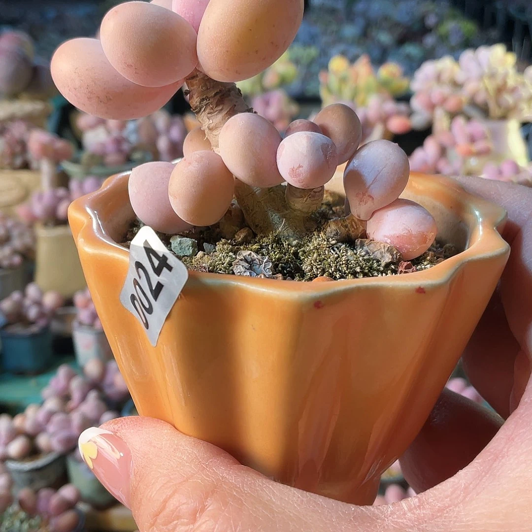 福*妮多肉植物的生长发育与生长发育的