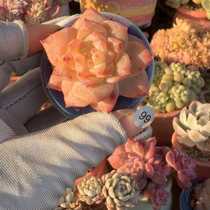 紫**儿99多肉含盆土30元包邮除偏远