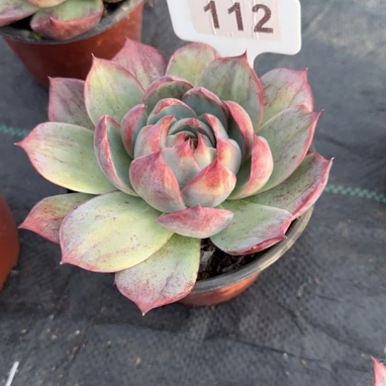 112惊鸿多肉植物多