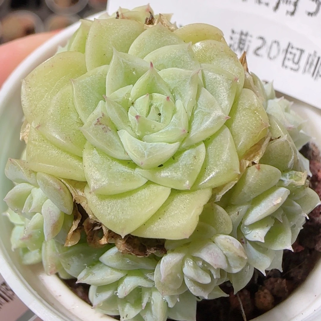 花语多肉1205-57散