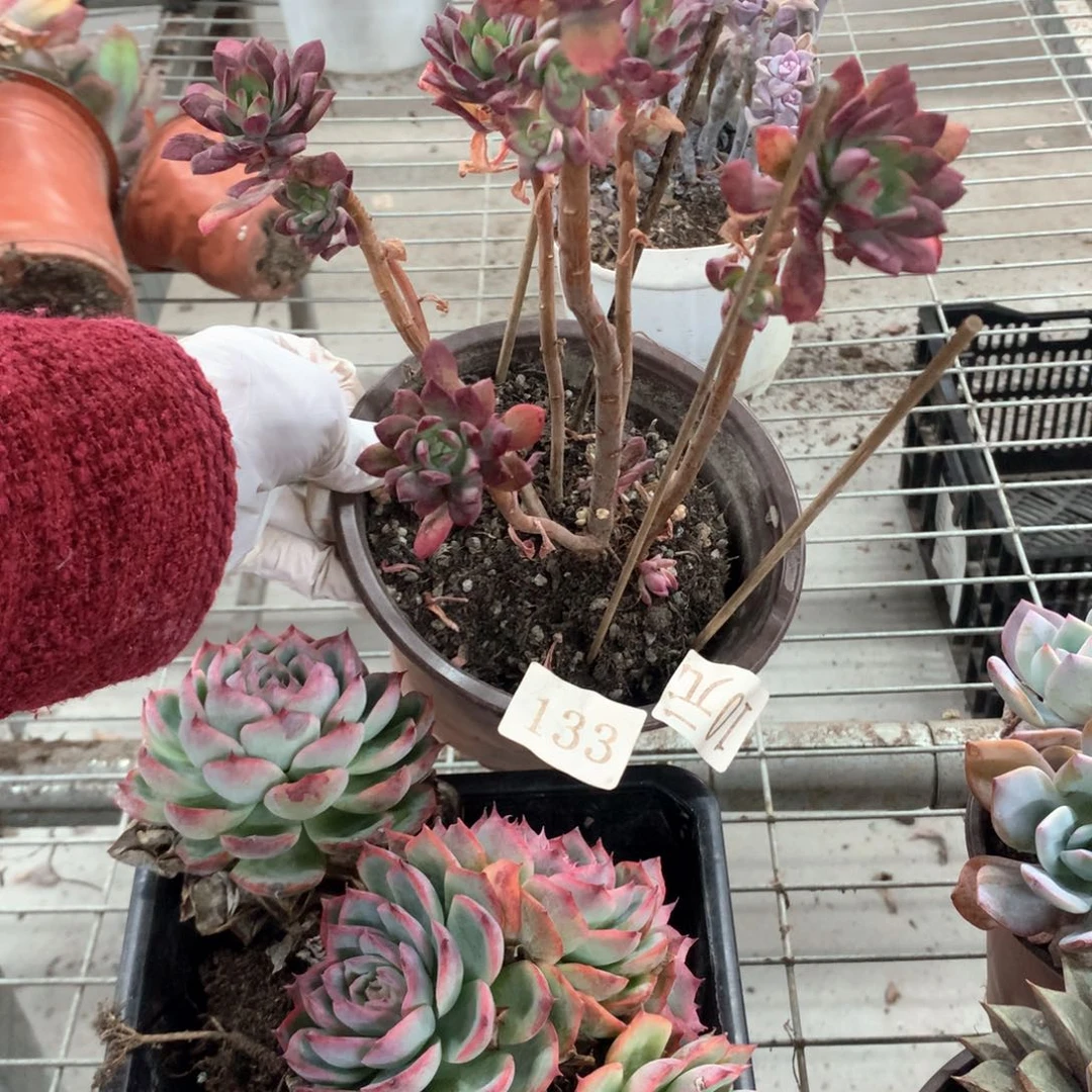 香*儿红置莲多肉植物