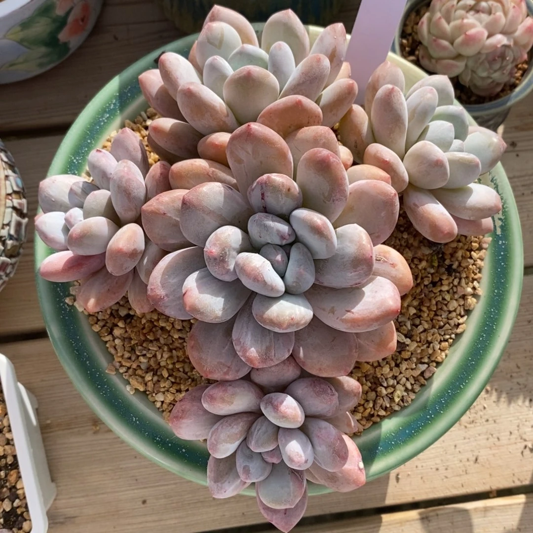 自助下单一物一拍多肉，下滑更多品种选择