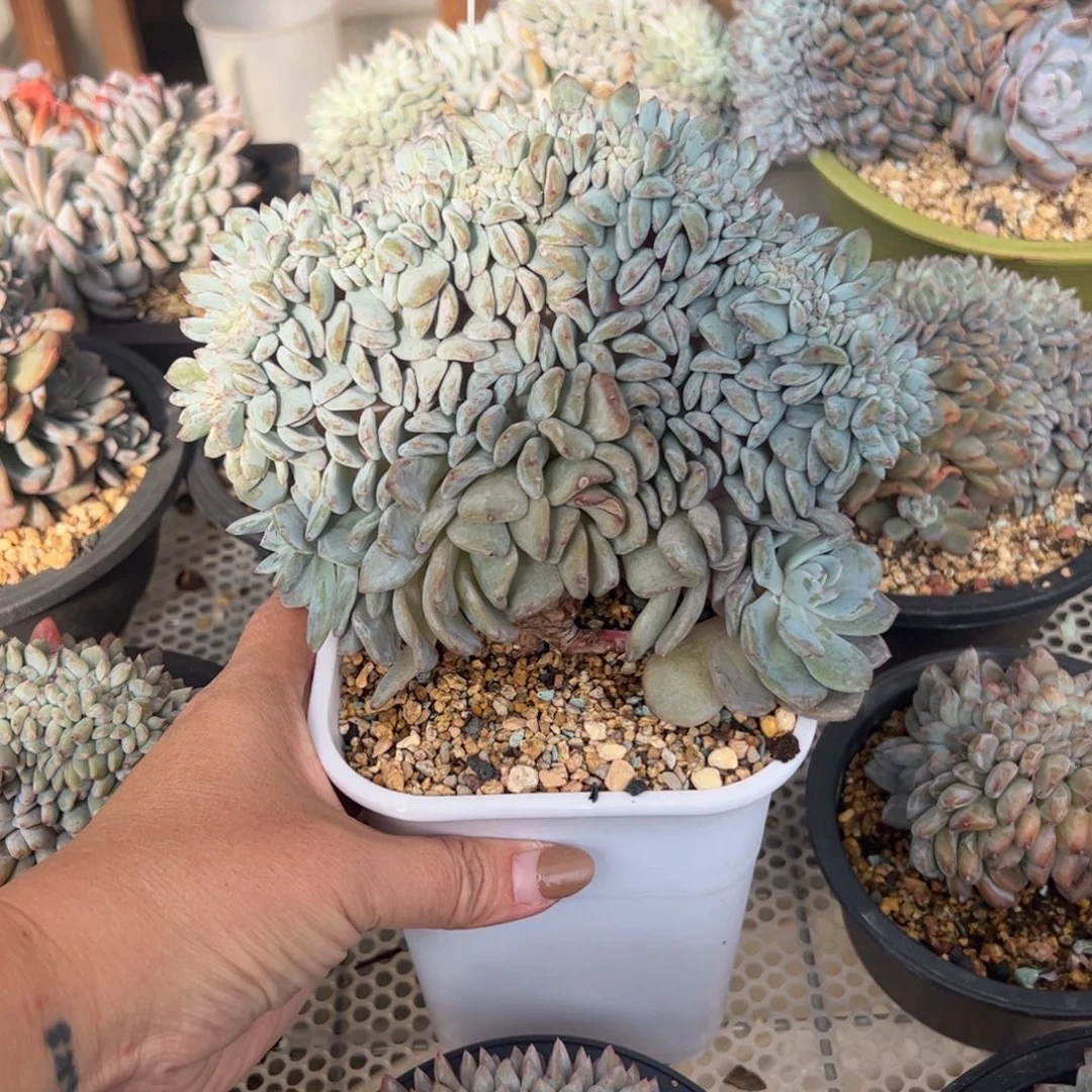 波**肉大板子星影缀树-波波