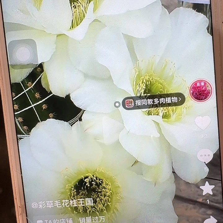 小油菜侧芽2厘米嫁接用仙人球