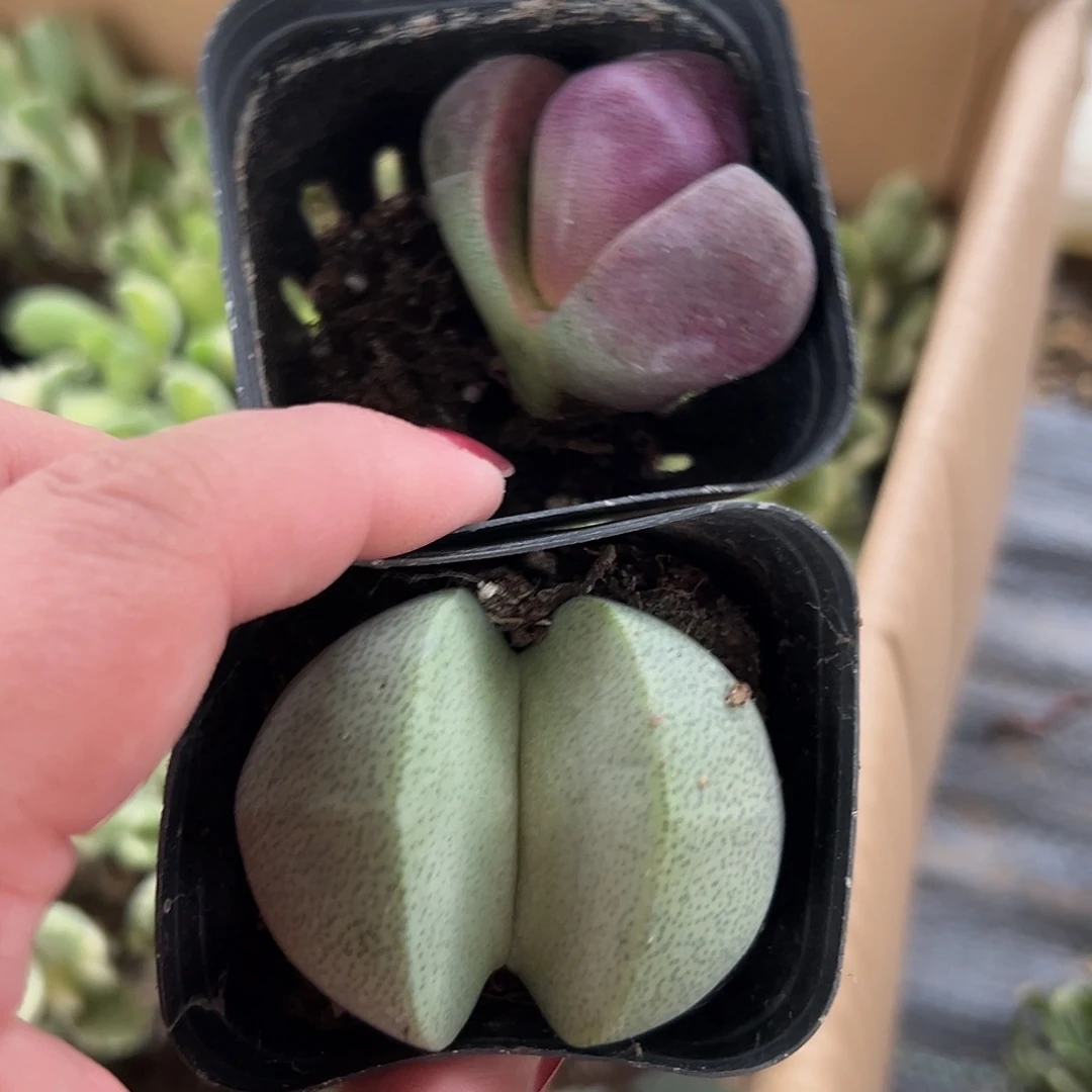 多肉植物两颗元宝