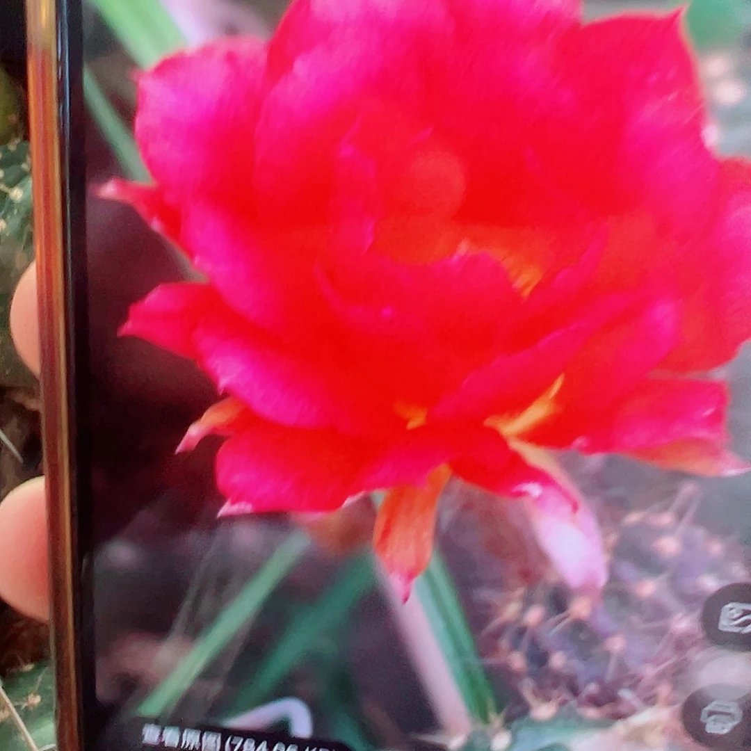 丽花 灵犀 侧芽 满20包邮
