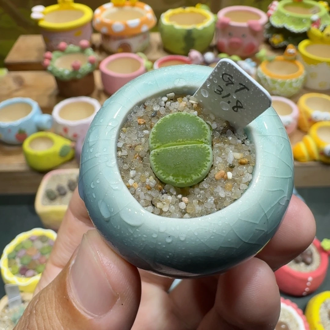 蘑菇1008绿帽多肉植物